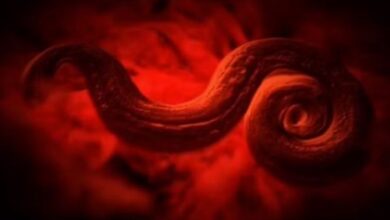 Photo of जानलेवा हो सकते हैं शरीर में छिपे 5 Parasites
