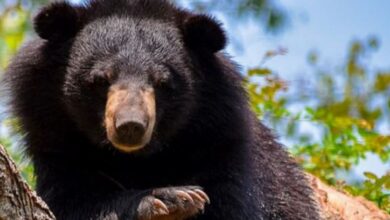 Photo of उत्तराखंड में भालू के हमलों की घटनाएं बढ़ी