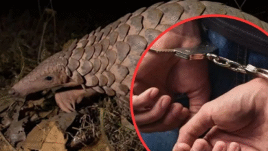 Photo of पेंगोलिन का अंतरराष्ट्रीय तस्कर लात्लेंन कुंगा मिजोरम से गिरफ्तार