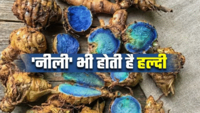Photo of पीली तो रोज खाते हैं, क्या ‘नीली हल्दी’ के बारे में जानते हैं आप?